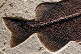 Green River Fossil Fish Mural with Rare Ultrashort-Nose Gar Fish #370577-6